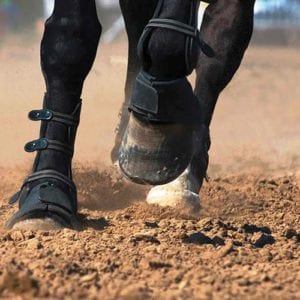 Premier Equestrian, The Arena Company