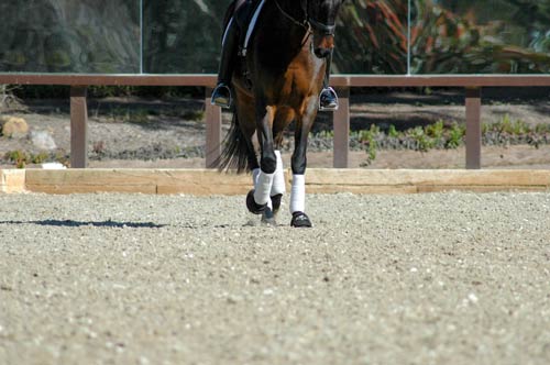horse trotting on Premier Equestrian horse arena footing horse trotting on Premier Equestrian horse arena footing