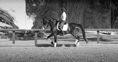 Steffen Peters trotting on Premier footing at Arroyo Del Mar Steffen Peters trotting on Premier footing at Arroyo Del Mar