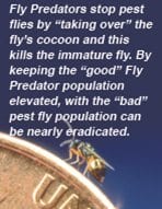 Fly_predators