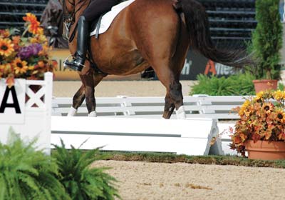 Dressage arenas, dressage letters, and flower boxes Dressage arenas, dressage letters, and flower boxes