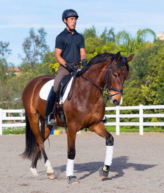 Footing and Arena Company Premier Equestrian has New Mascot Sir Premiero