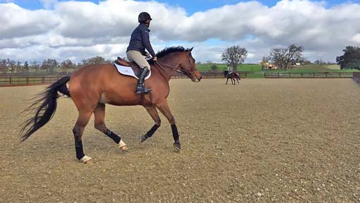 Horse cantering on Premier Footing 510x288