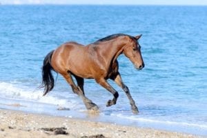 Horse in the water
