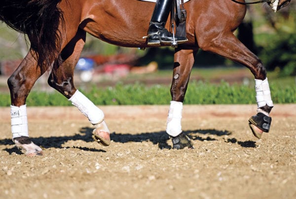 Steffen Peters and Rosamund piaffe Premier footing 1500