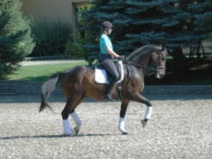 Adrienne Lyle Wizard Piaff ProTex Footing