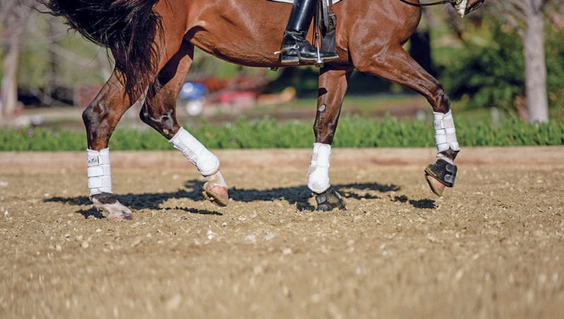Steffen Peters and Rosamund piaffe Premier footing 1500