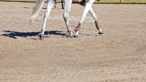Rebecca Farm footing with grey trot legs 700 395