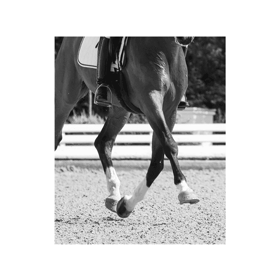 Dressage horse trot bw