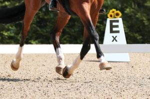 Dressage horse in the test, trot strengthening suspension phase.