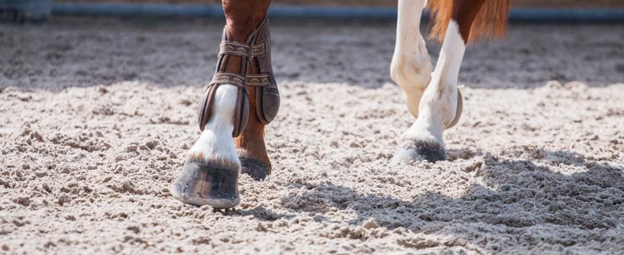 Healthy Horse Footprints