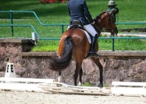 Equestrian Horse Safety