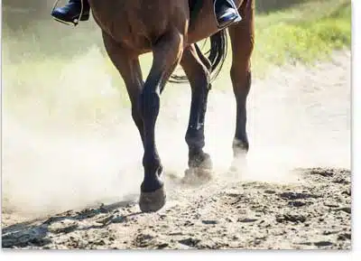 horse trotting through dust
