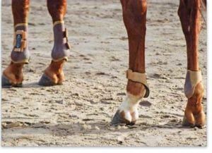 horse legs standing on ground