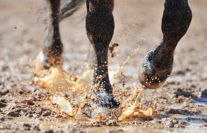 Horse walking through mud