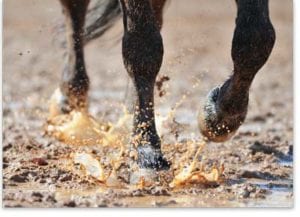 horse trotting through puddle