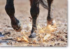 horse trotting through puddle