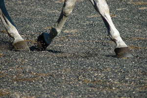 rubber horse arena footing