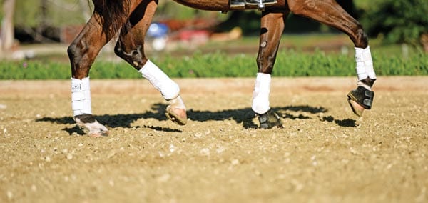 dressage horse piaffe on footing