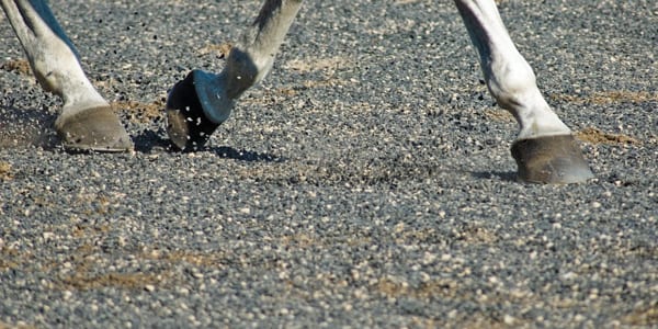 hooves trotting on crumb rubber footing for horses