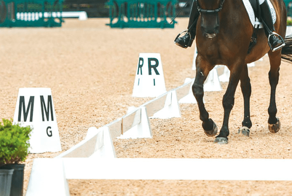 Sundance dressage arena with brown horse
