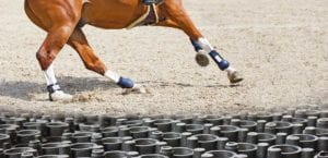 horse legs cantering on footing