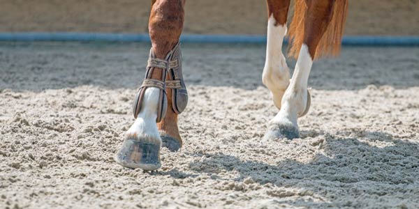 Horse walking on All Purpose footing