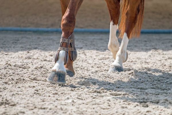 horse walking on footing surface