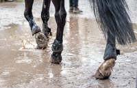 horse walking through puddle