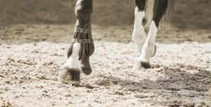 Horse arena footing