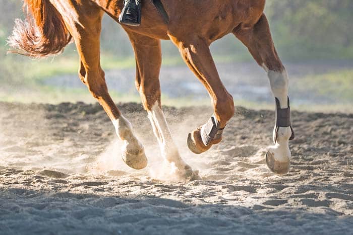 horse cantering on dirt