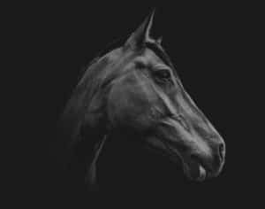 black horse on black background