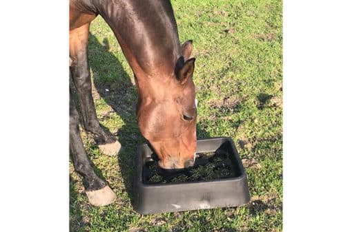 horse eating out of a slow feeder
