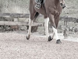 horse running on arena sand