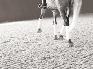 horse running on arena sand
