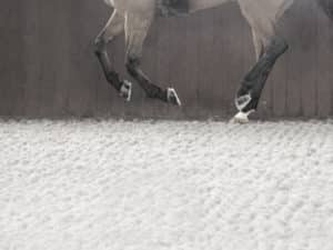 horse running on arena sand