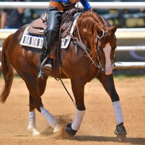 Western horse trotting in an arena