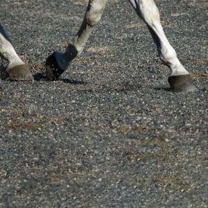 horse hooves on crumb rubber