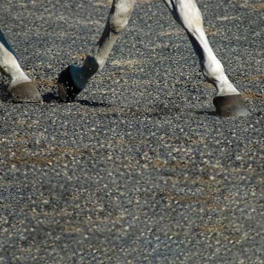 horse hooves on crumb rubber