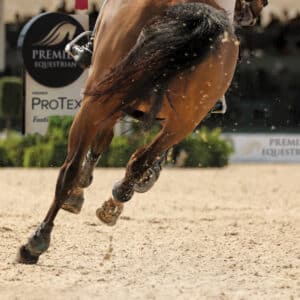 brown horse cantering from behind