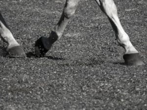 horse walking on arena sand