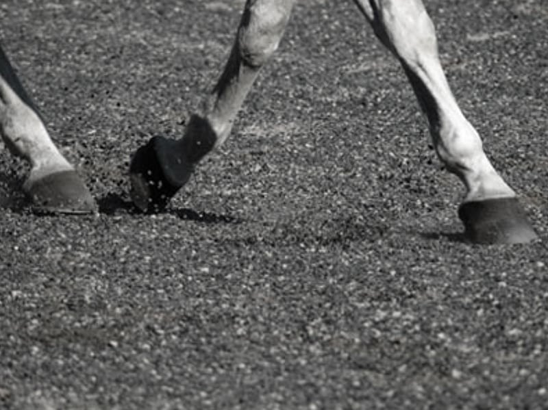 horse walking on arena sand