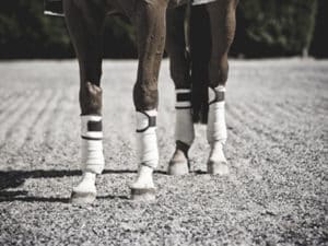 horse standing on arena sand