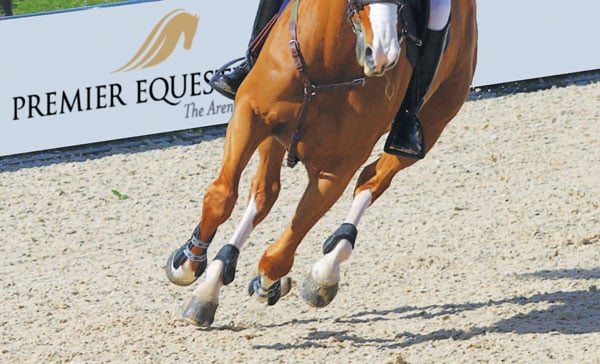 chestnut horse cantering on jumper footing