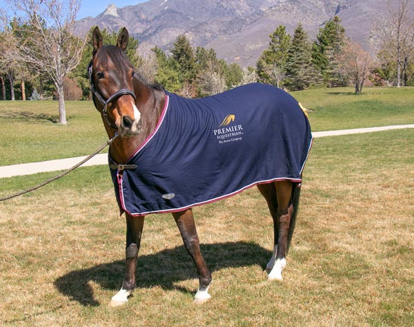 bay horse wearing a navy blue cooler
