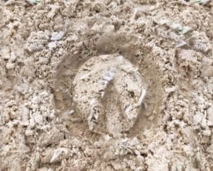 horse foot print in the sand