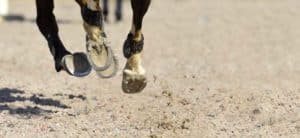 Horse running on arena sand