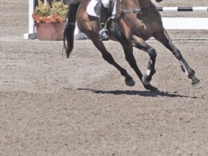 horse by a jump
