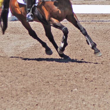 horse cantering on horse arena footing