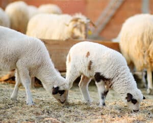 sheep